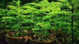 stromky jn iustracni-foto retina.1640x880.exact.q65